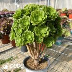 50pcs Aeonium Green Cashmere Cuttings