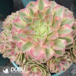 Aeonium Lunhui Clustering