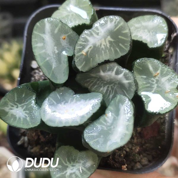 e201-366.jpg Haworthia Alps Maughanii - Image 1