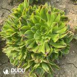 50pcs Aeonium Jade Fire Cuttings