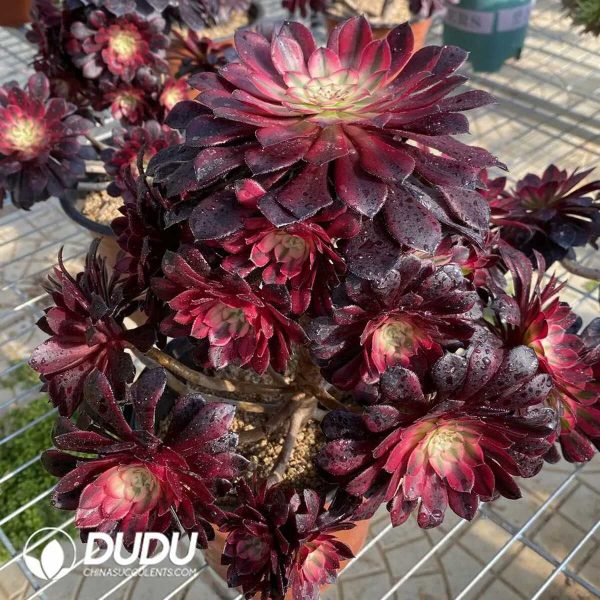 e201-369.jpg $0.9*50pcs Aeonium  Zwartkin White variegated Cuttings - Image 1