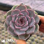 Echeveria Parisian Poet