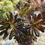 50pcs Aeonium Ink painting Cuttings