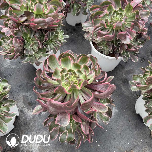 e201-372.jpg Aeonium Eye of Demon Large Clustering - Image 1