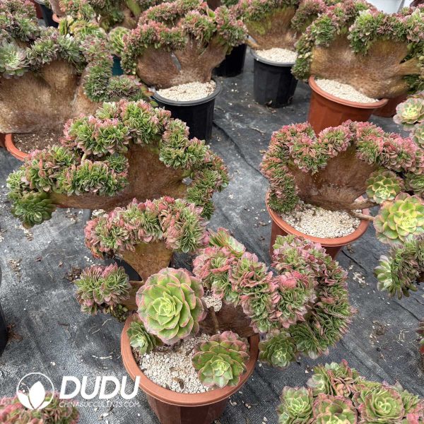e201-373.jpg Aeonium Aquaman Cristata - Image 1