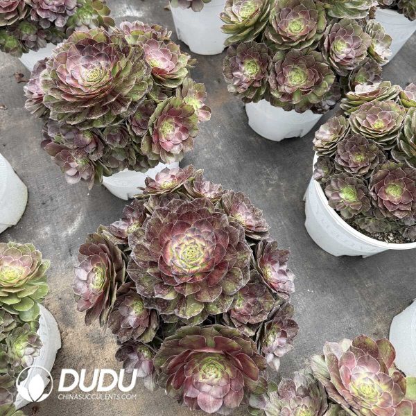e201-376.jpg Aeonium Domesticum fa Clustering - Image 1