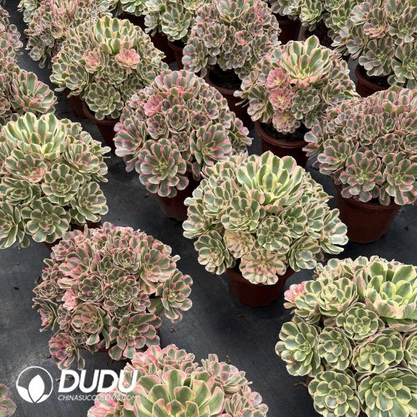 e201-378.jpg Aeonium Pink Lady Clustering - Image 1