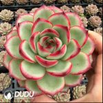 Echeveria Huatiancuo