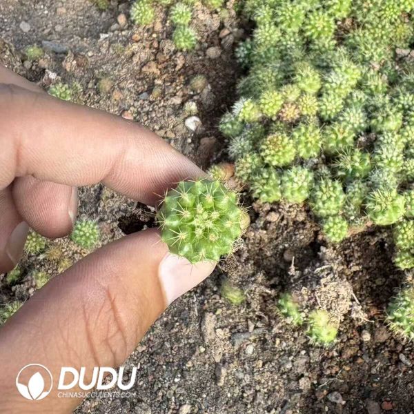 e201-4.jpg (Seed Grown)Mammillaria Marksiana Seedlings 100 pcs - Image 1