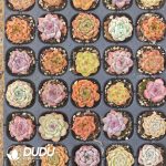 100Pcs Echeveria Hybrid Varieties Seedlings