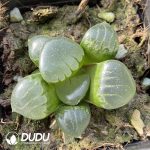 Haworthia hybrid Mirrorball