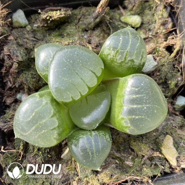 Haworthia hybrid Mirrorball - Image 1