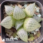 Haworthia Glass Compto