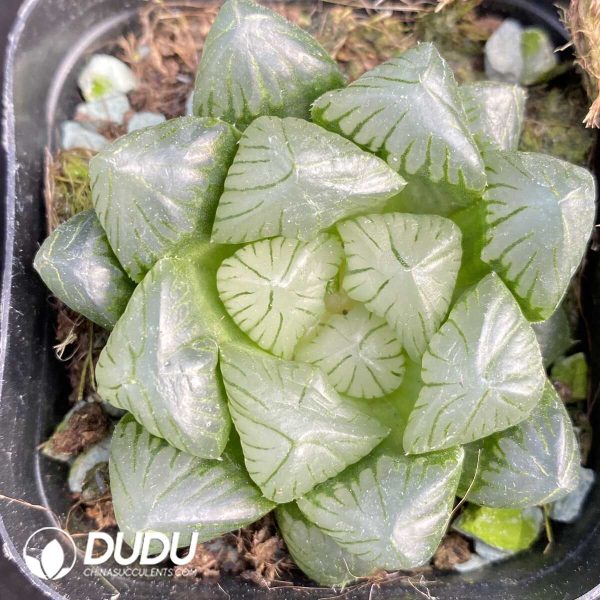 Haworthia cooperi var. pilifera - Image 1