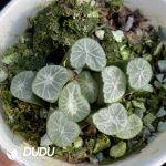 Haworthia Pluto