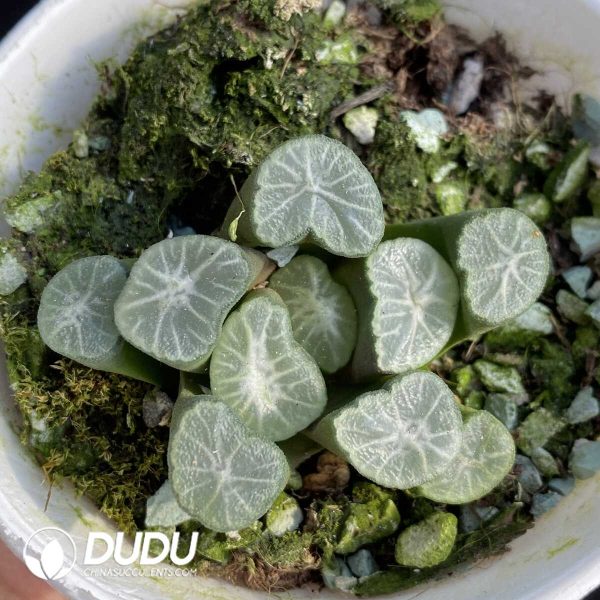 e201-407.jpg Haworthia Pluto - Image 1