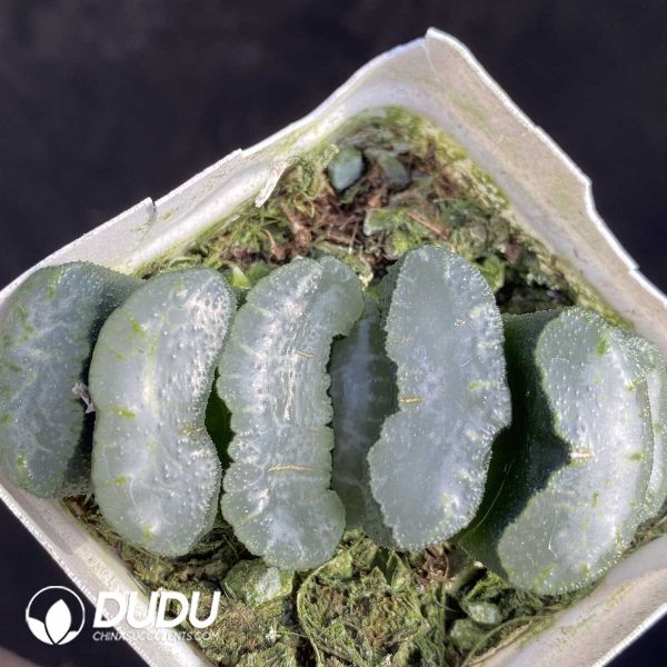 Haworthia Snow wolf - Image 1