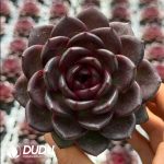 Echeveria Norwegian Wood