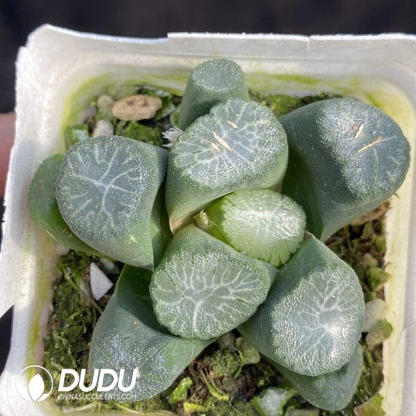 Haworthia Peerless - Image 1