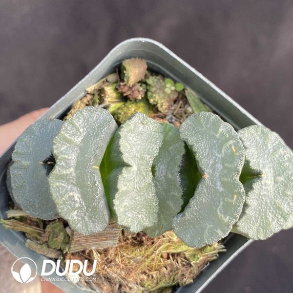 Haworthia Titan - Image 1