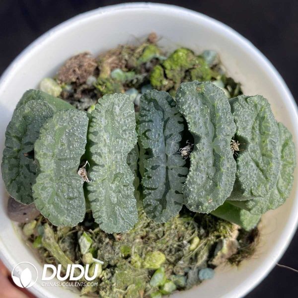 Haworthia pirate - Image 1