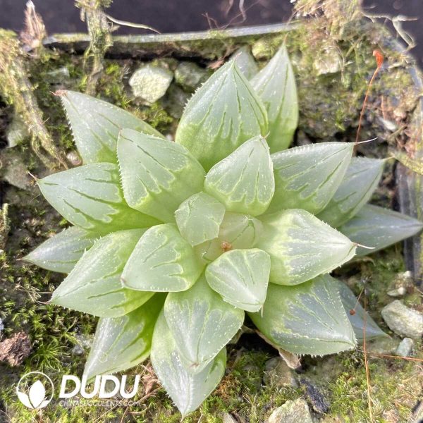 e201-416.jpg Haworthia West Asia Tsuen - Image 1