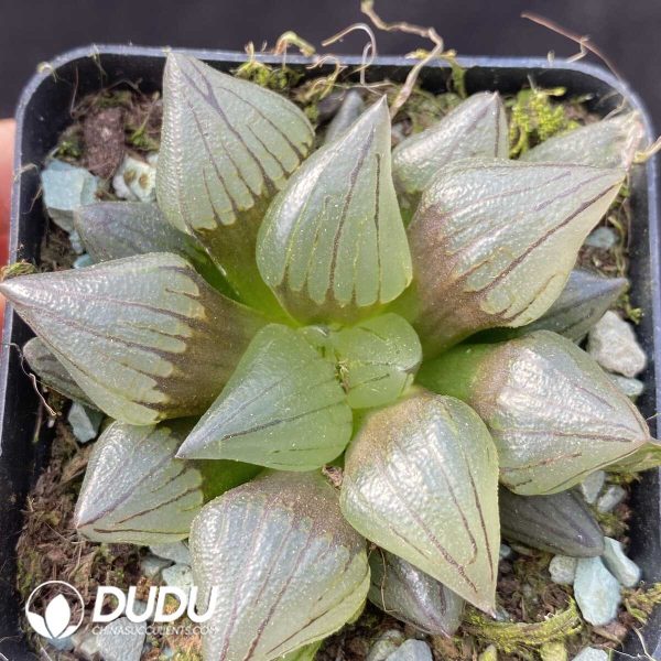 e201-417.jpg Haworthia magnifica v.atrofusca - Image 1