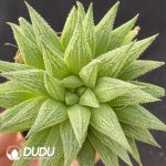 Haworthia Kegazato magnifica