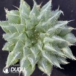 Haworthia Black Bear Diana