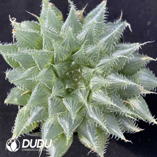 Haworthia Black Bear Diana - Image 1