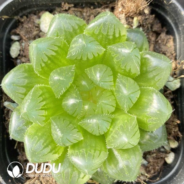 Haworthia Glacier - Image 1