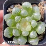 Haworthia Amber