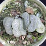 Haworthia Floating algae