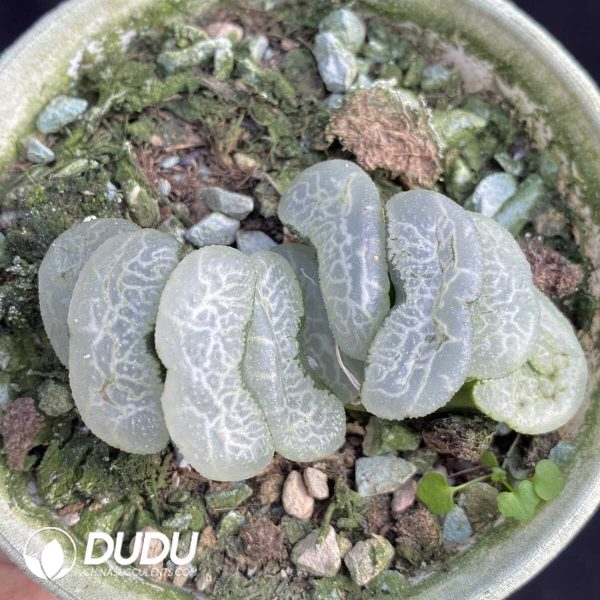 Haworthia Floating algae - Image 1