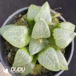 Haworthia White Eyed Dragon