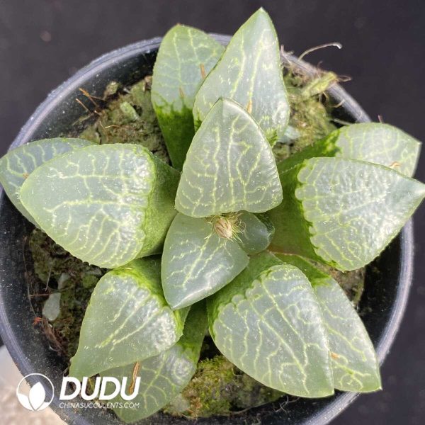 Haworthia White Eyed Dragon - Image 1