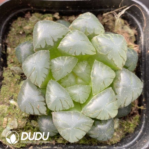 e201-424.jpg Haworthia Ice Lamp - Image 1
