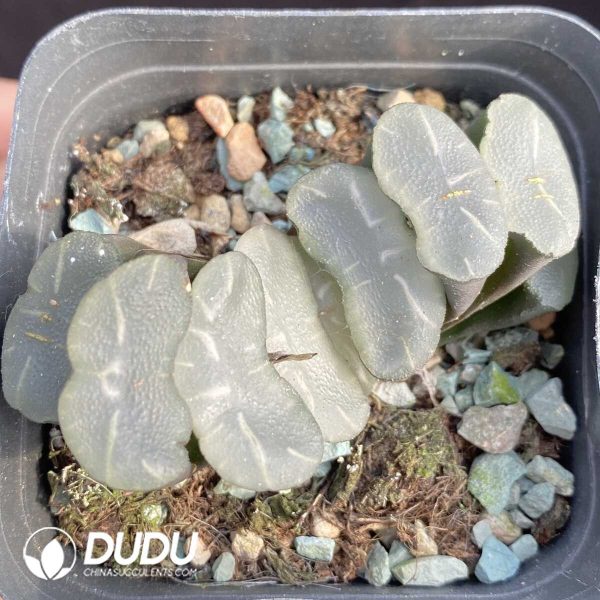 e201-425.jpg Haworthia Okubo lens - Image 1