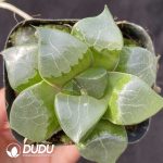 Haworthia Longxi magnifica