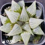 Haworthia Aluminum Star