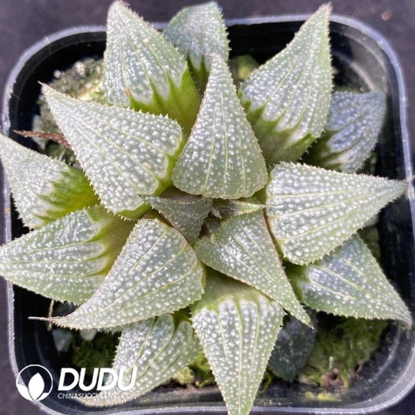 Haworthia Aluminum Star - Image 1