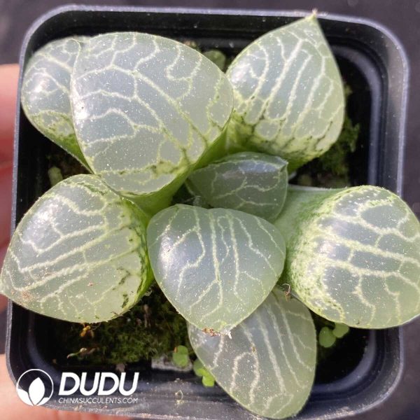 e201-429.jpg Haworthia Compto101 - Image 1