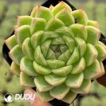 Echeveria Kiwi Fruit