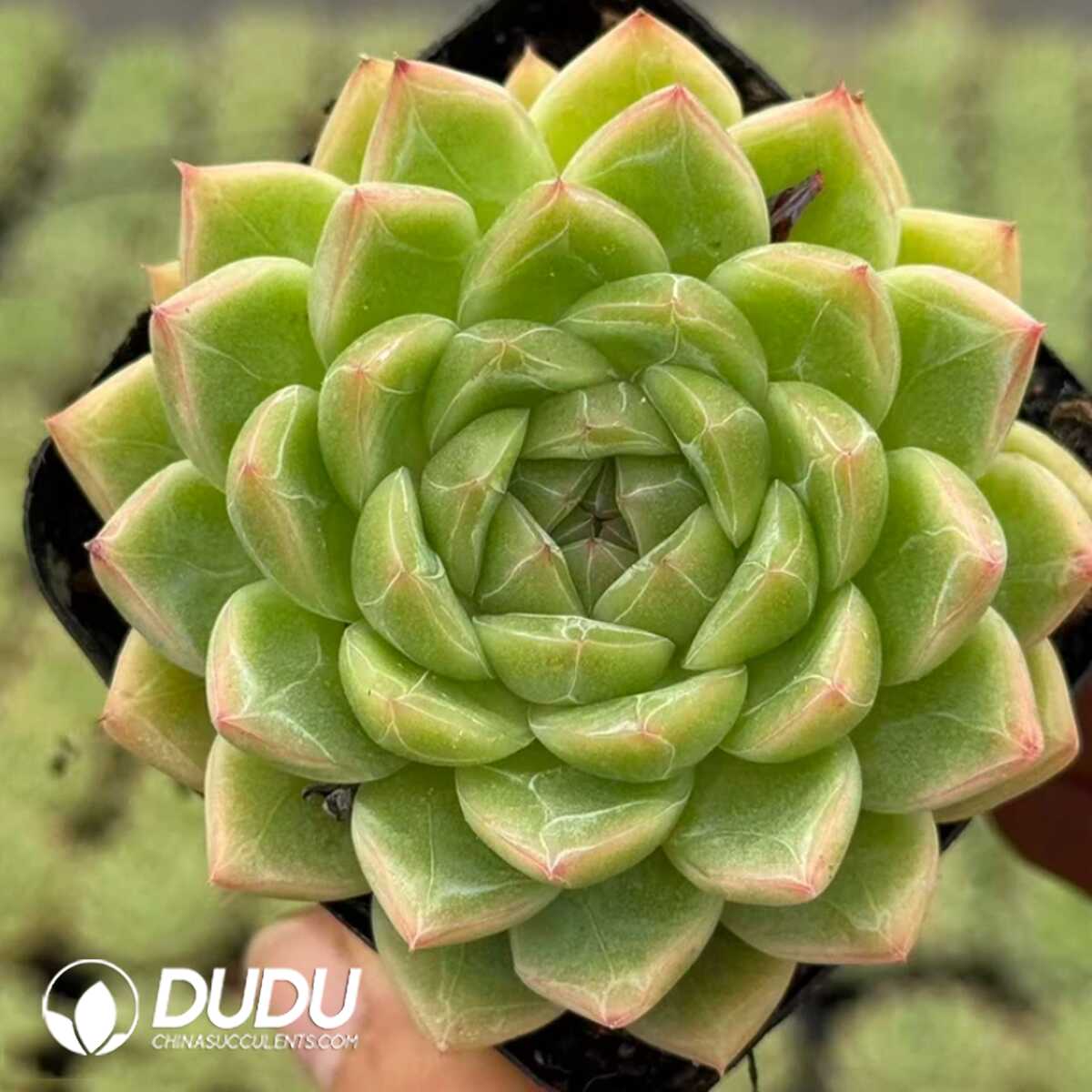 e201-43.jpg Echeveria Kiwi Fruit - Image 1