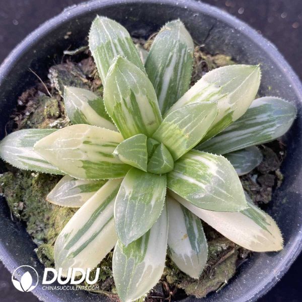 Haworthia Heidelbergensis Variegated - Image 1