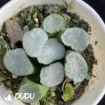 Haworthia Maughanii HakujiLens