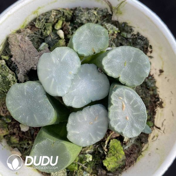 Haworthia Maughanii HakujiLens - Image 1