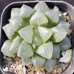 Haworthia Cooperi Glutinouss