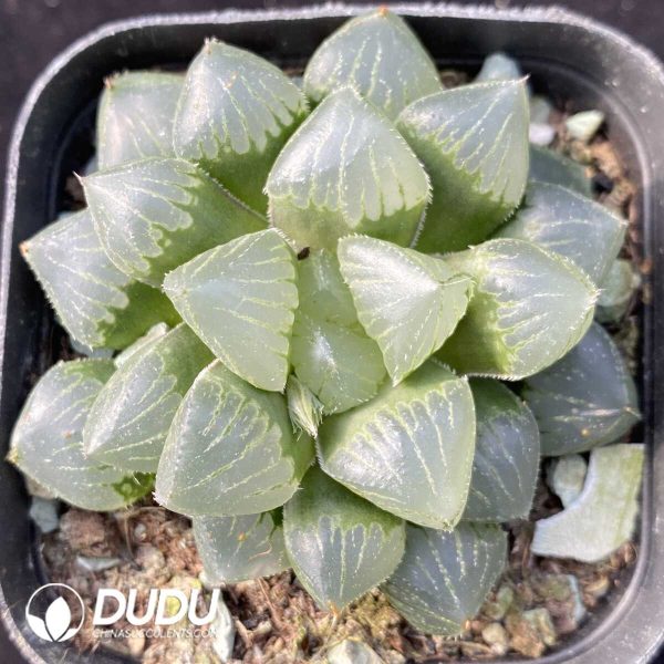 Haworthia Cooperi Glutinouss - Image 1