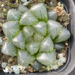 Haworthia cooperi var. obtusa Blue Mirror
